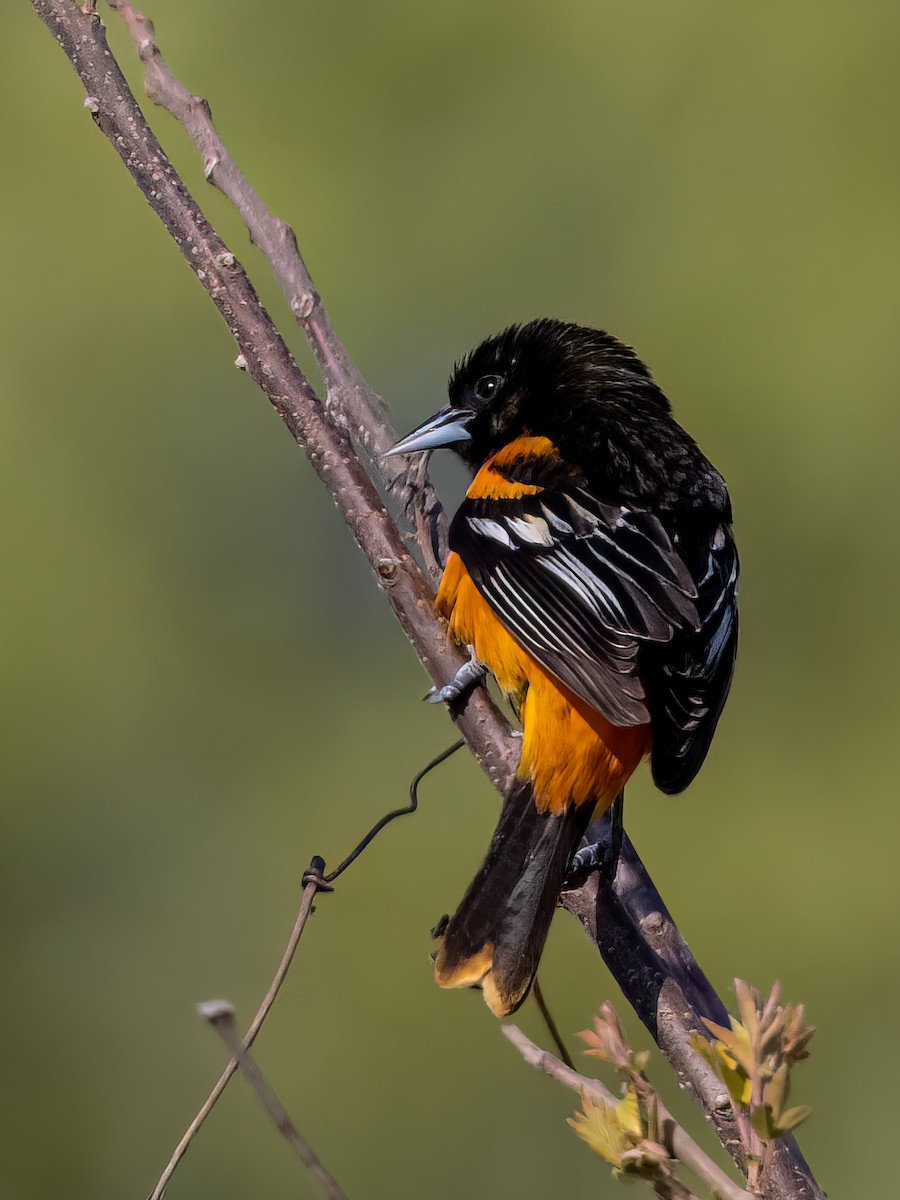 Baltimore Oriole - ML574143491