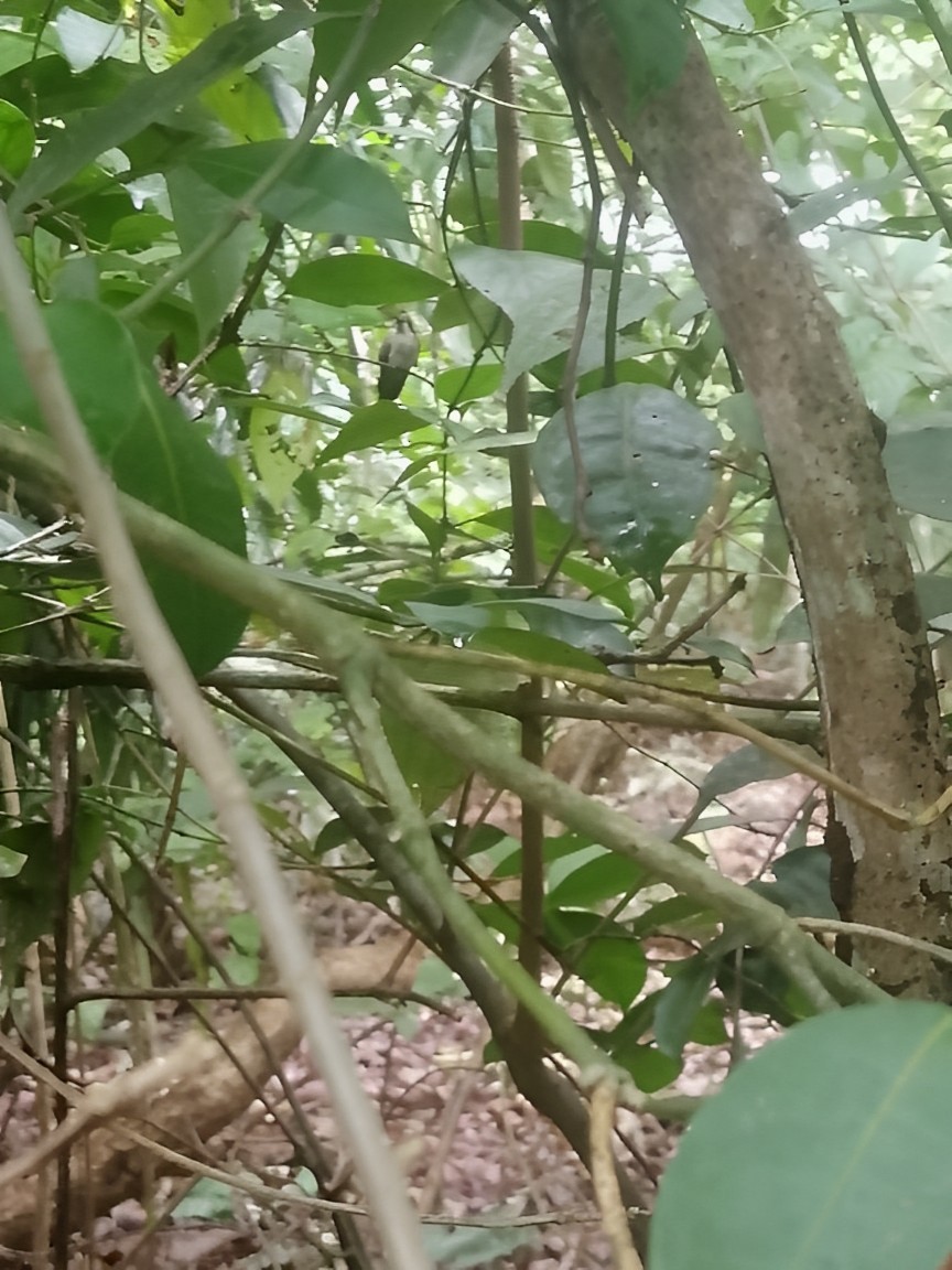 Black-billed Thrush - ML574143671