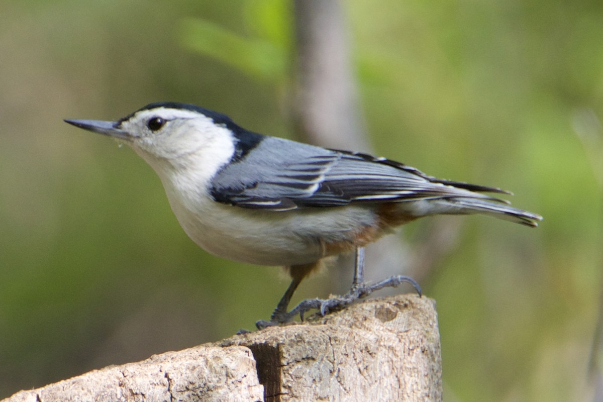 White-breasted Nuthatch - ML574143751