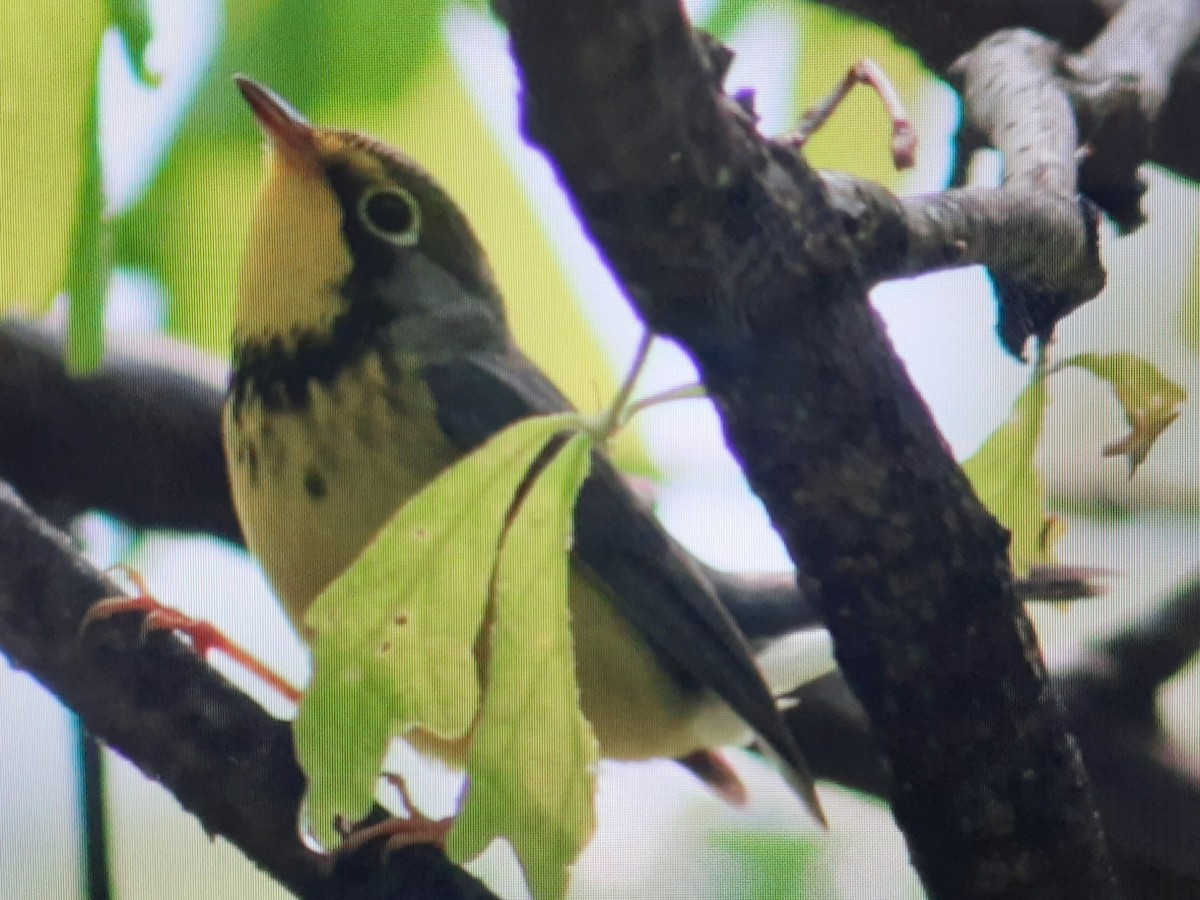 Canada Warbler - Anonymous