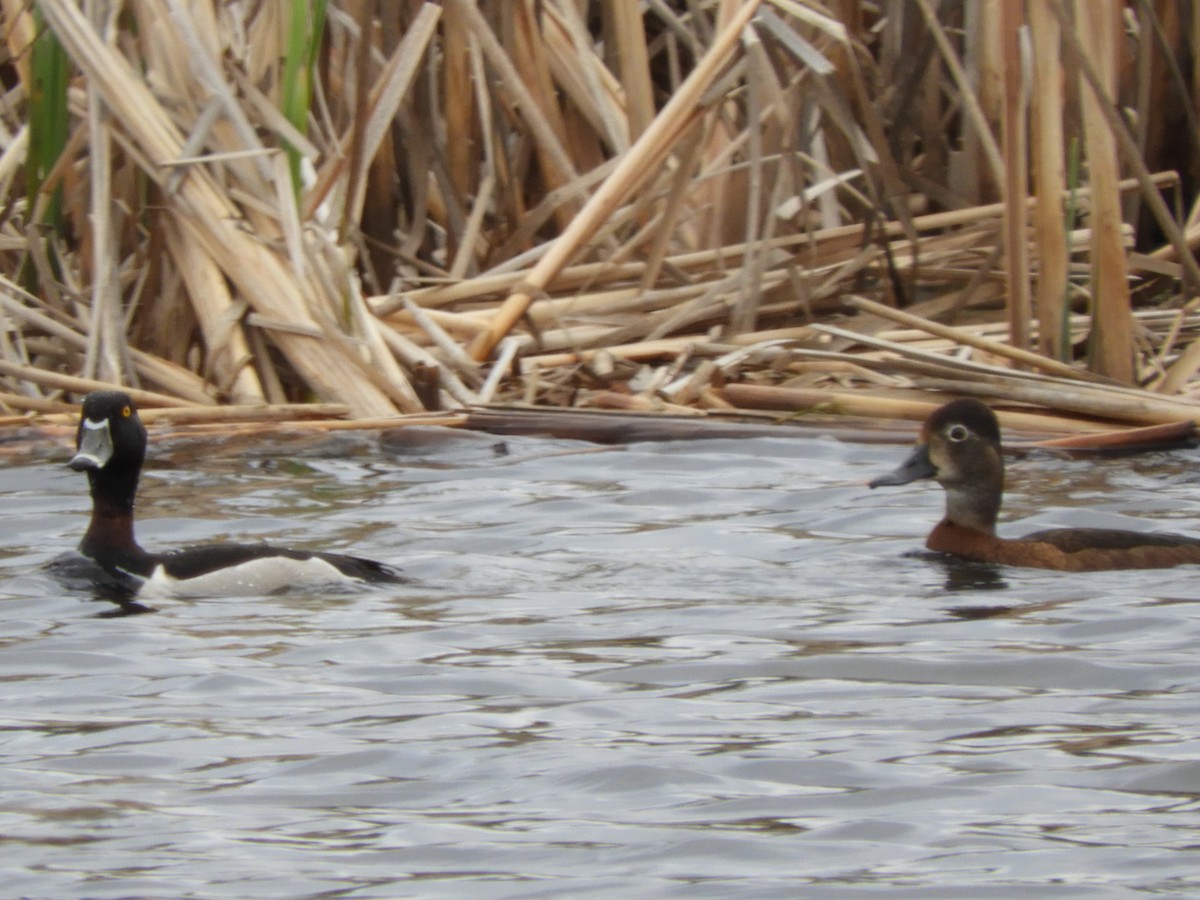 Ring-necked Duck - ML574144621