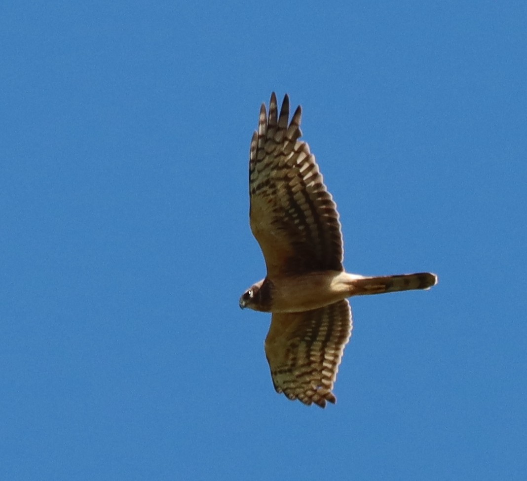 Aguilucho de Hudson - ML574145121