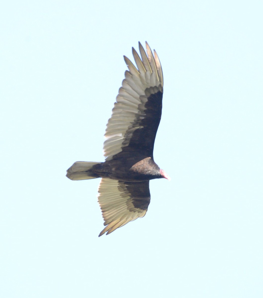Turkey Vulture - ML574145391