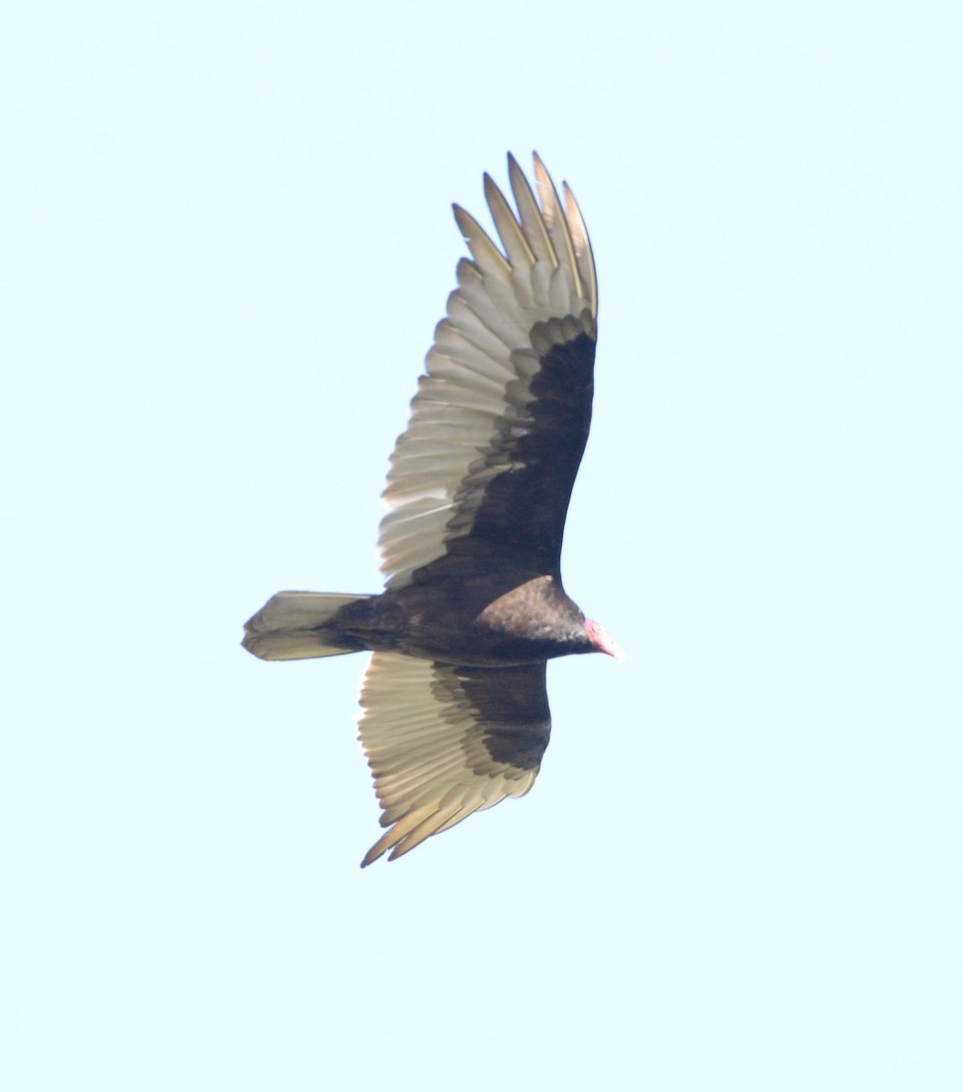 Turkey Vulture - Daniel DeLapp