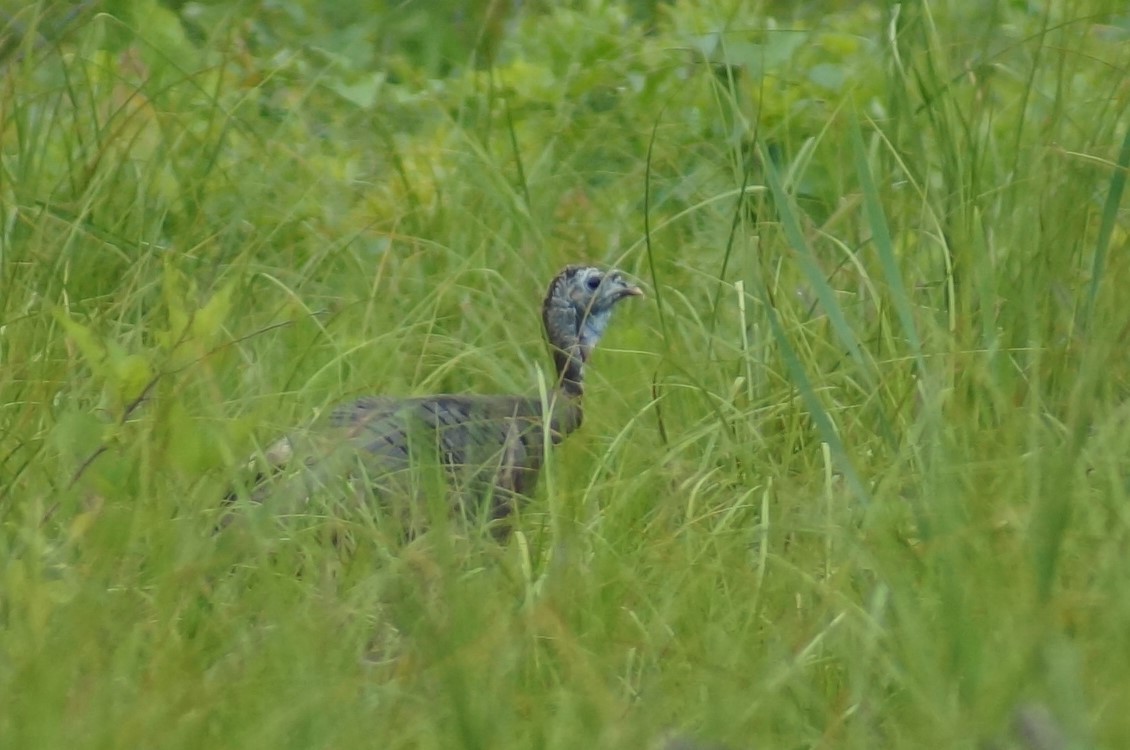 Wild Turkey - ML57414631