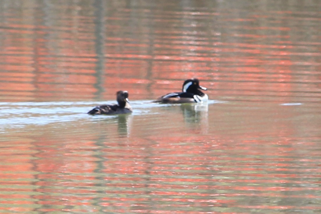 Hooded Merganser - Rose Kuzina