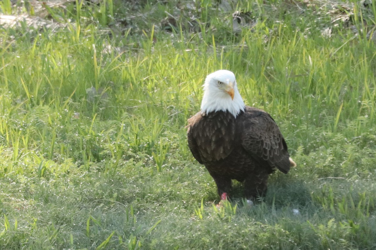 Bald Eagle - ML574148451