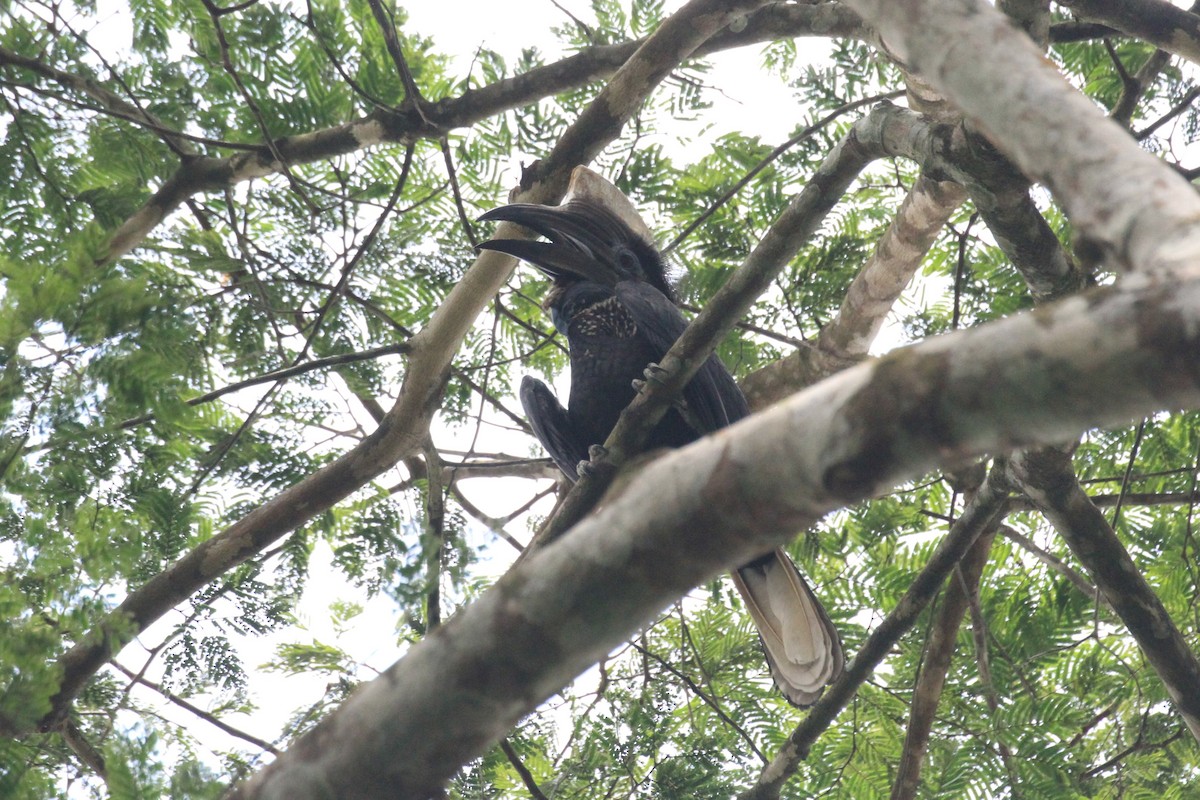 Yellow-casqued Hornbill - ML57414941