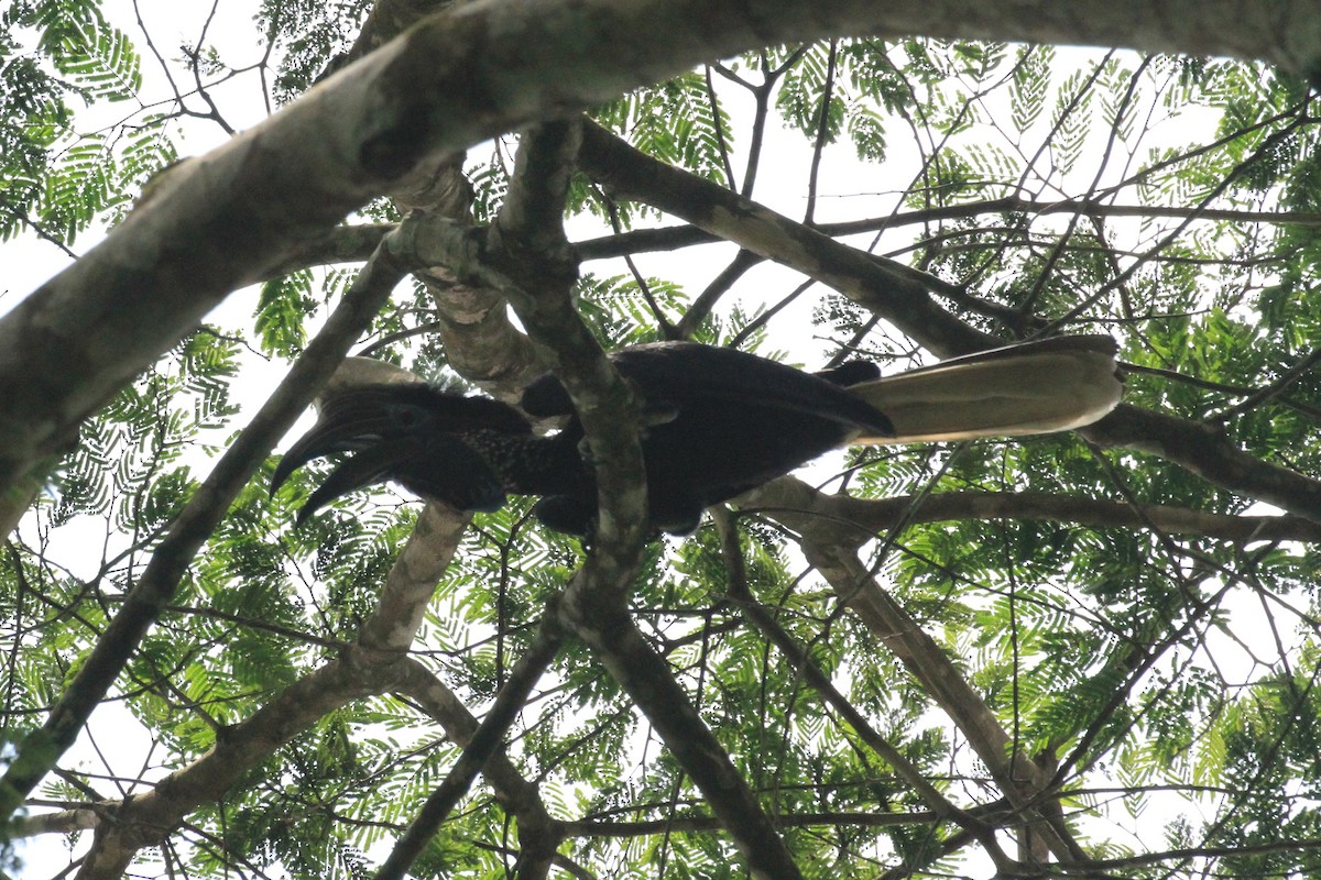 Yellow-casqued Hornbill - ML57414951