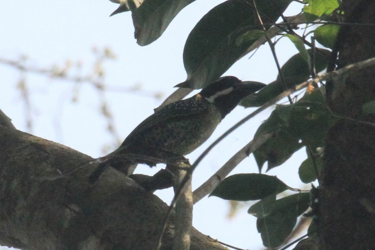 Benekli-Çizgili Barbet - ML57414981