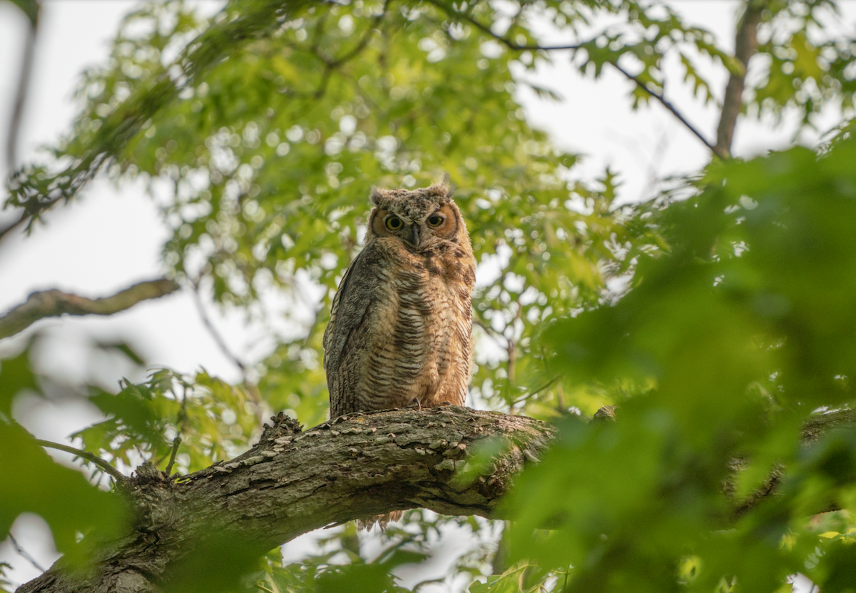 Great Horned Owl - ML574150391