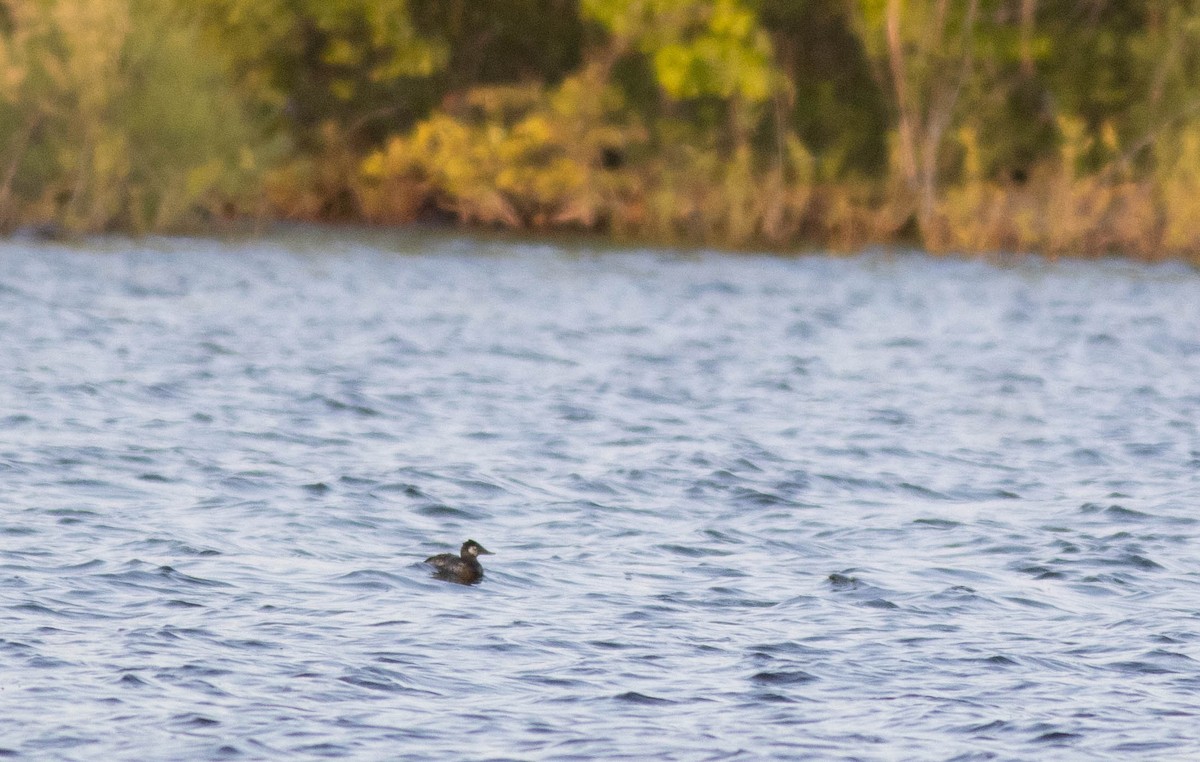 Ruddy Duck - ML574150451