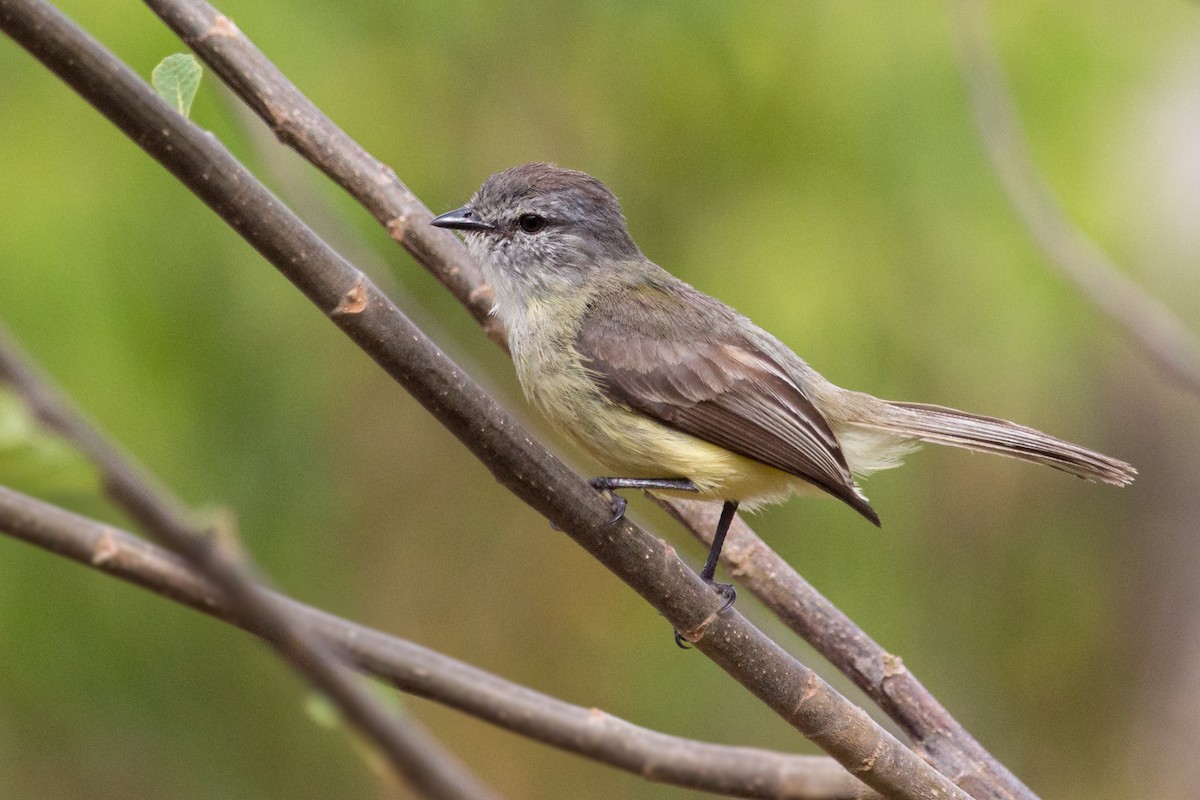 Sooty-headed Tyrannulet - ML574151401