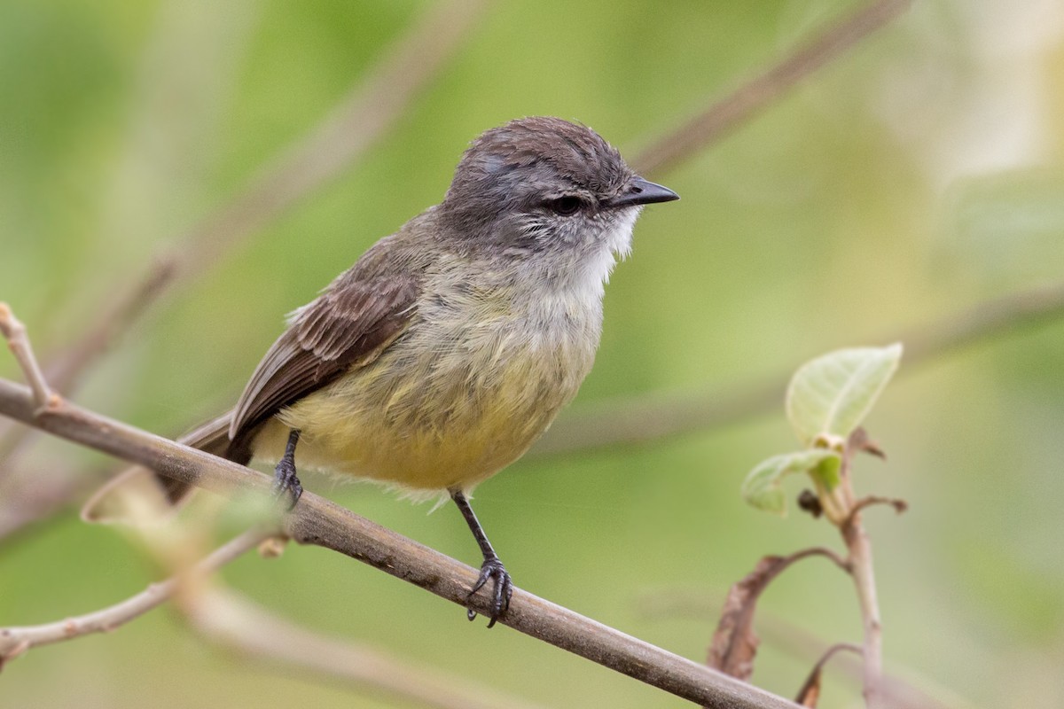 Sooty-headed Tyrannulet - ML574151421