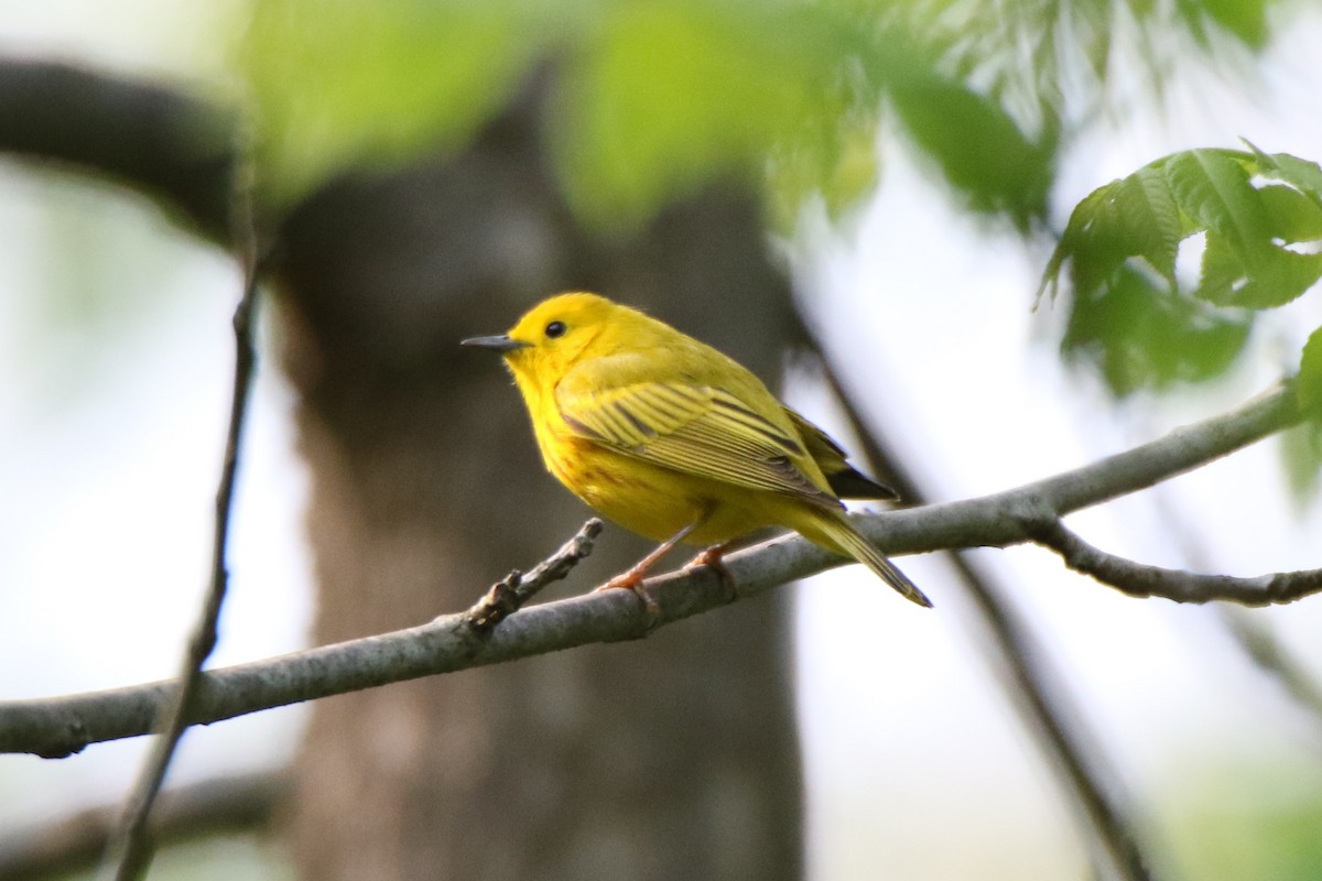 Yellow Warbler - ML574151731