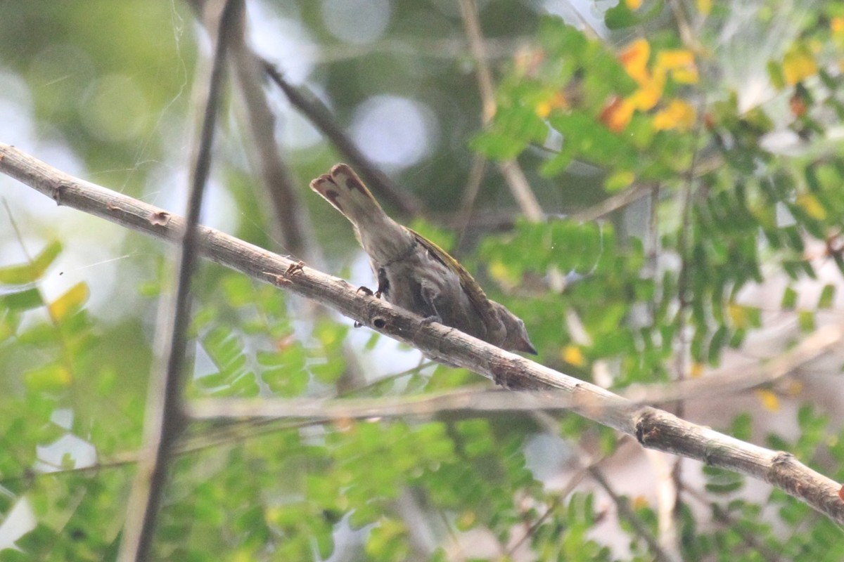 Willcocks's Honeyguide - Charles Davies