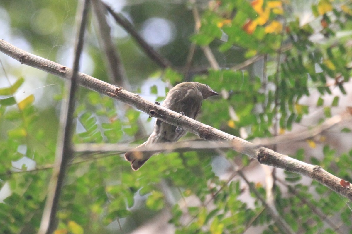 Willcocks's Honeyguide - Charles Davies