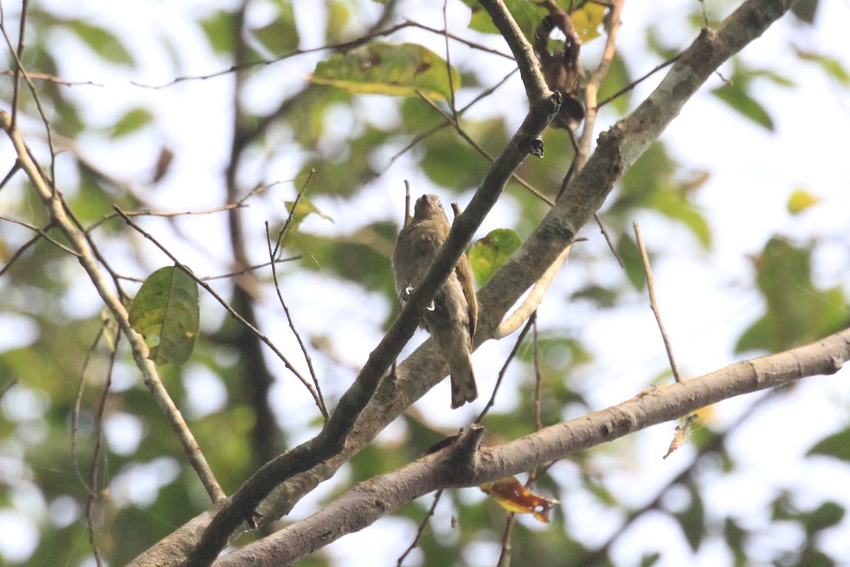 Willcocks's Honeyguide - Charles Davies