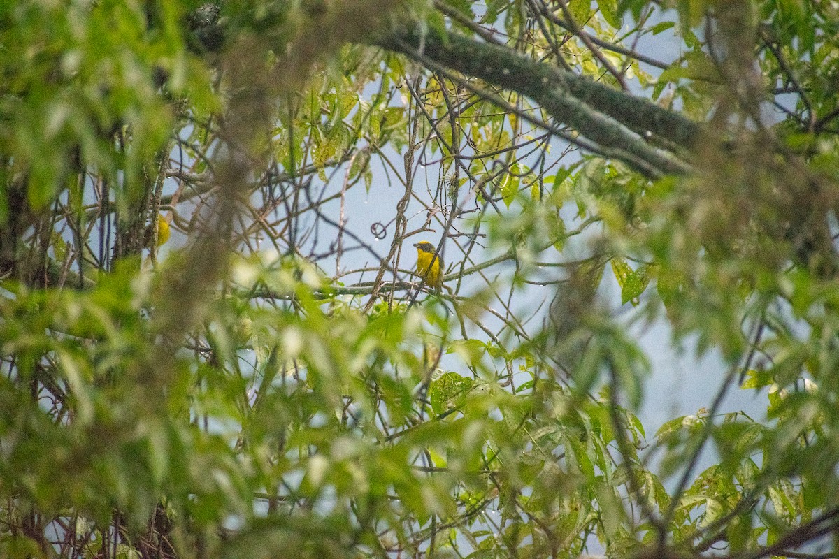 Thick-billed Euphonia - ML574152871