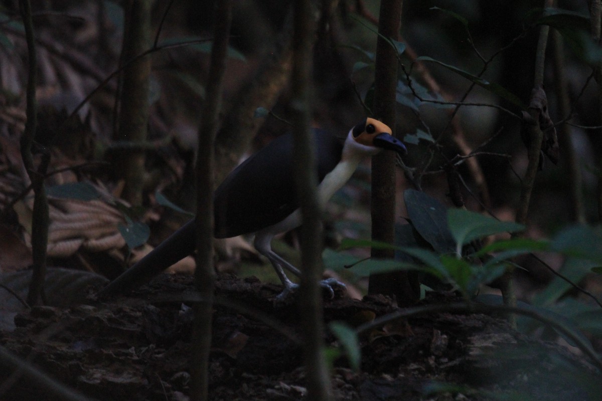 White-necked Rockfowl - Charles Davies