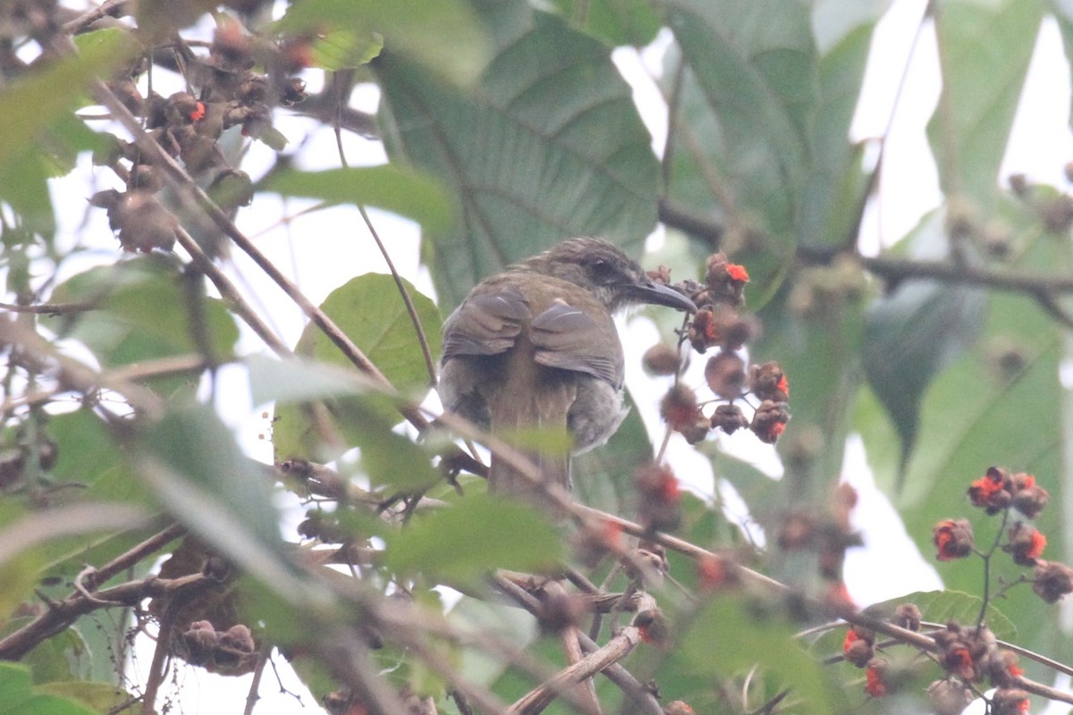 Slender-billed Greenbul - Charles Davies