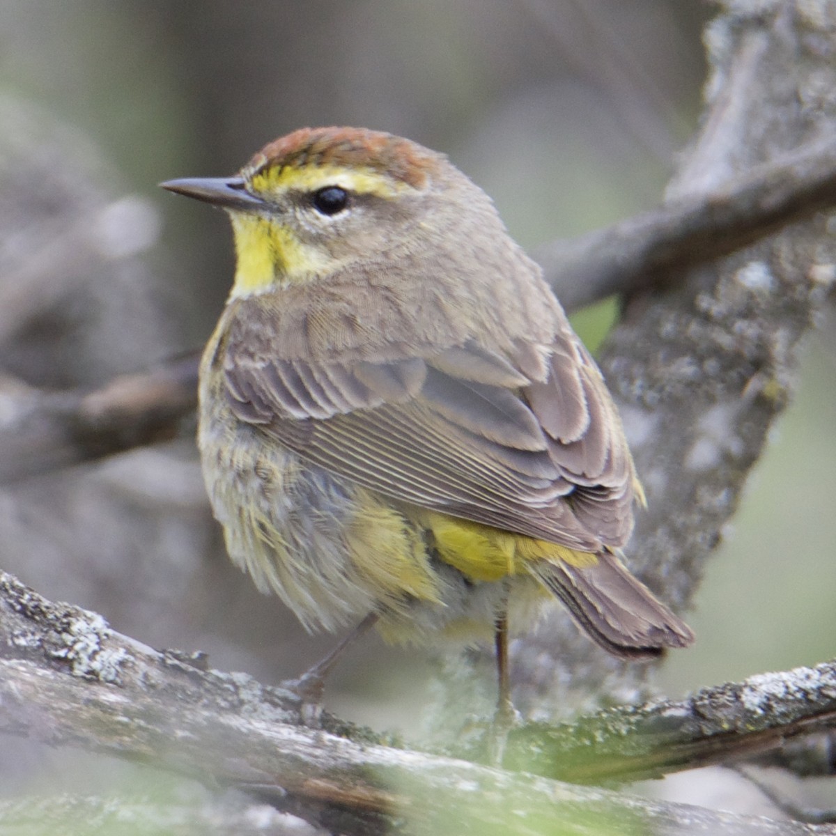 Palm Warbler - Rick Muise