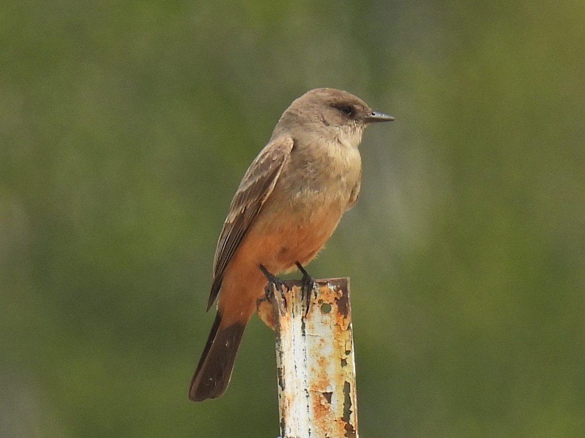 Say's Phoebe - ML574153951