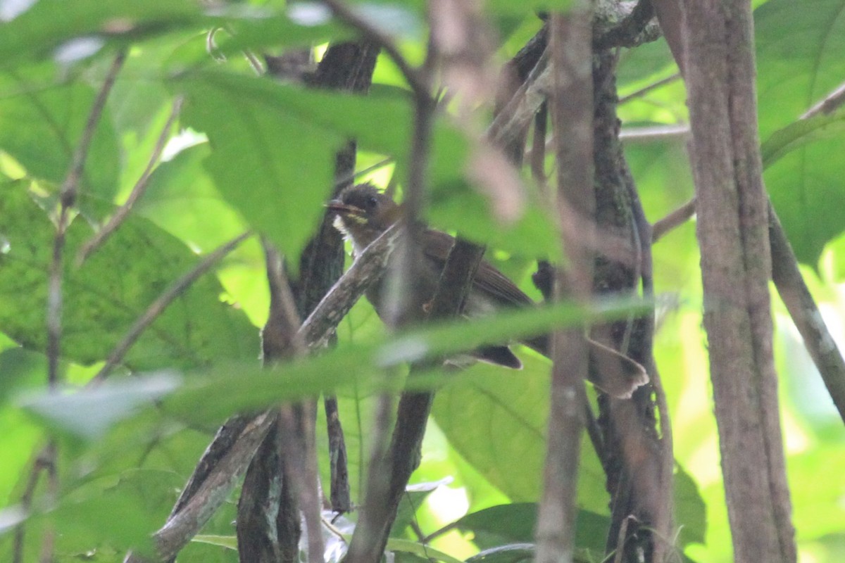 Yellow-whiskered Greenbul - ML57415431