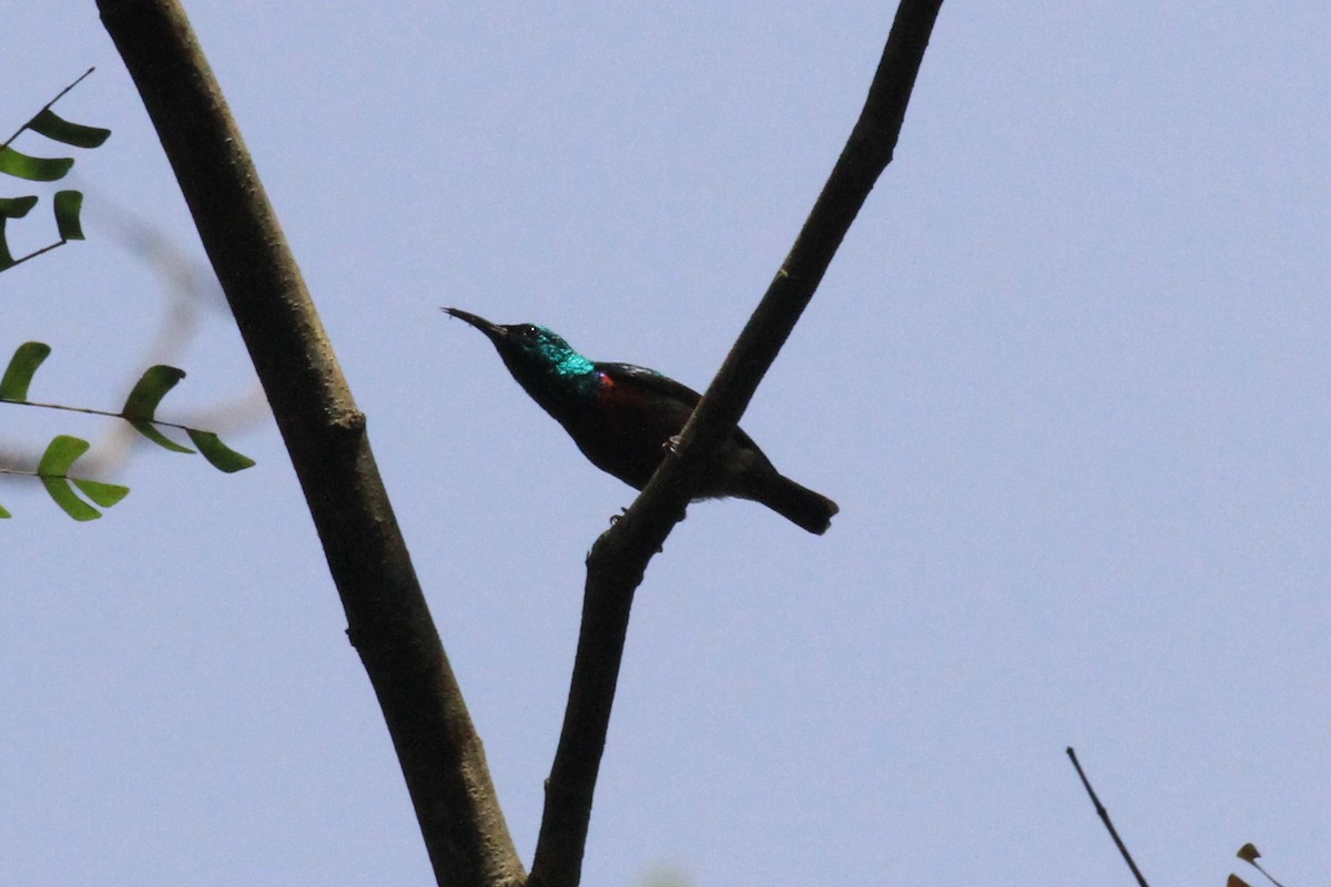 Olive-bellied Sunbird - ML57415471