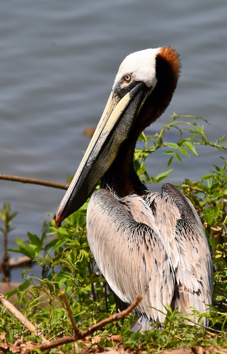 Brown Pelican - Tom Buehl Jr.