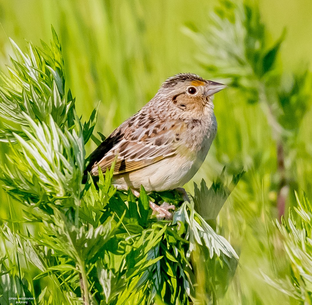 Grasshopper Sparrow - Phil Misseldine