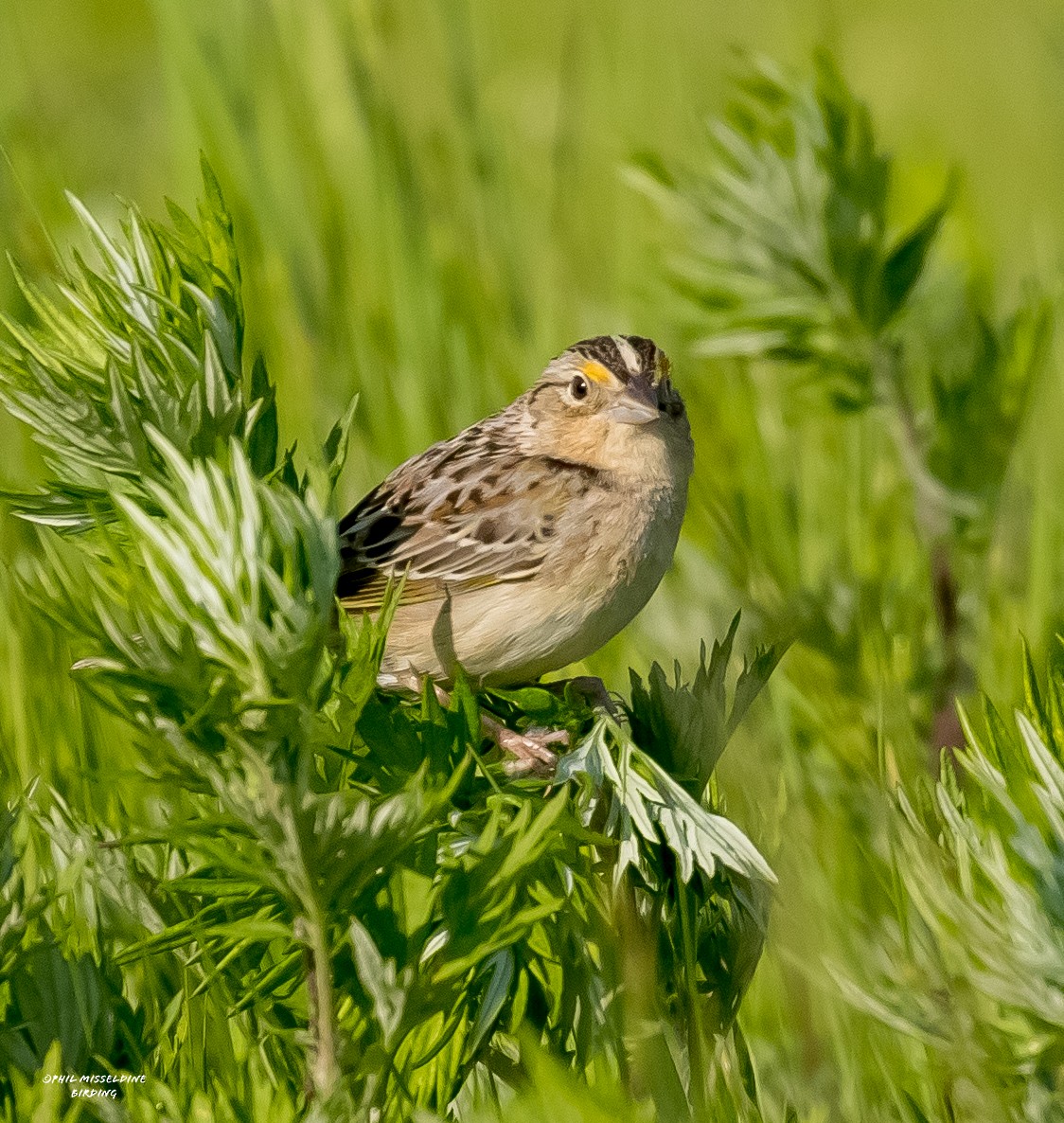 Grasshopper Sparrow - Phil Misseldine