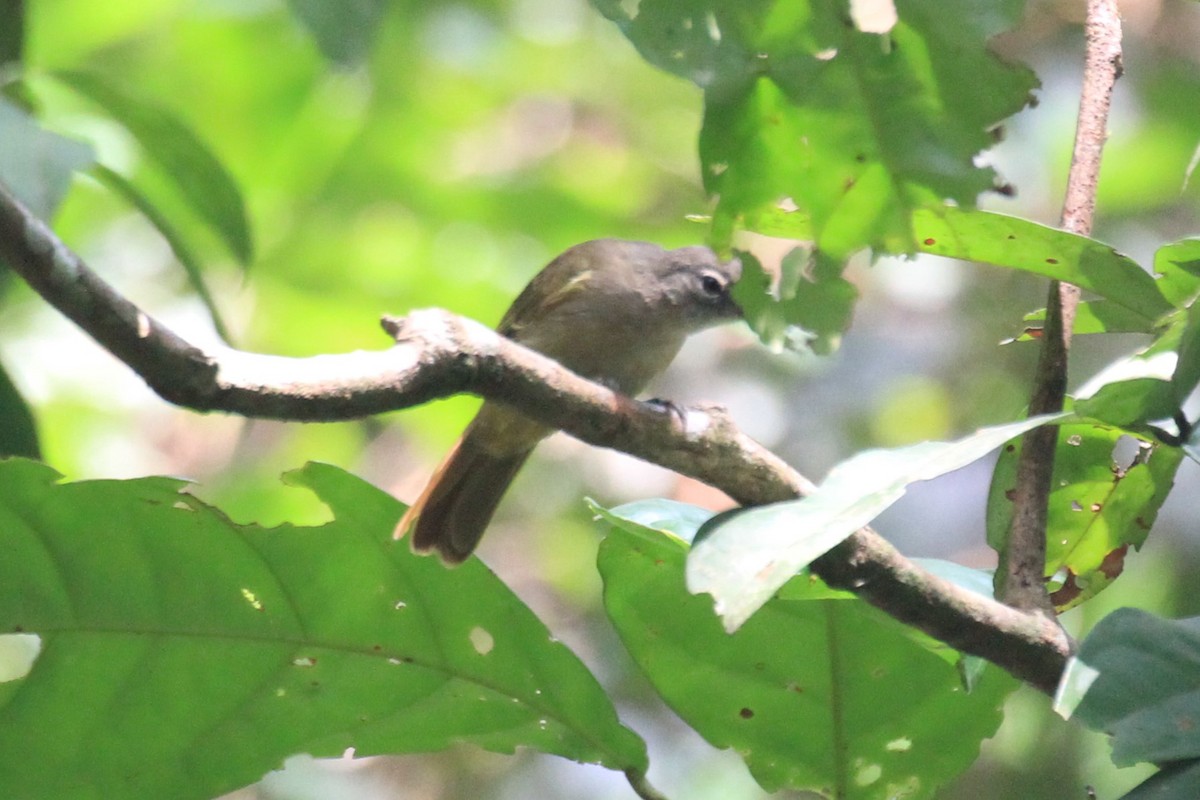 Gray Greenbul - Charles Davies