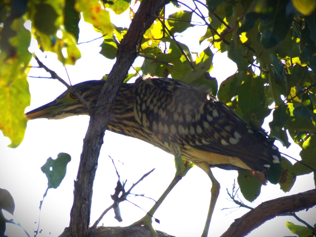 Nankeen Night Heron - ML574157971