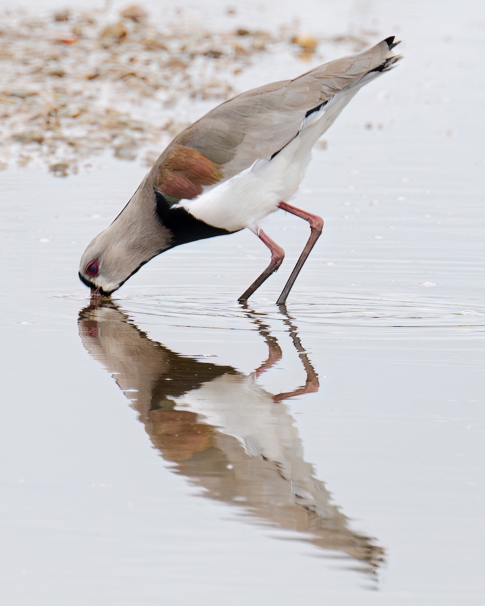 Southern Lapwing - ML574159261