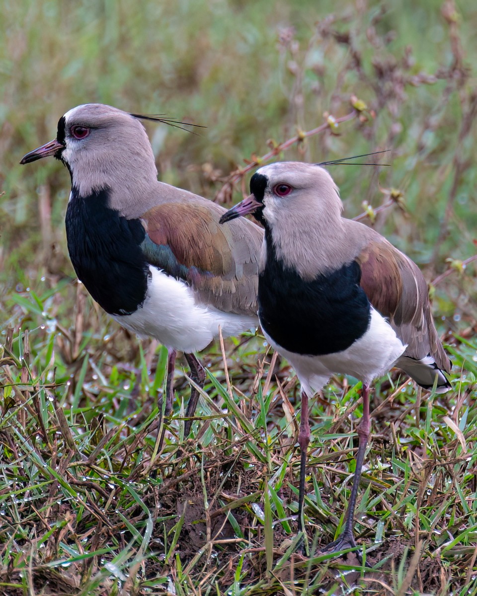 Southern Lapwing - ML574159581