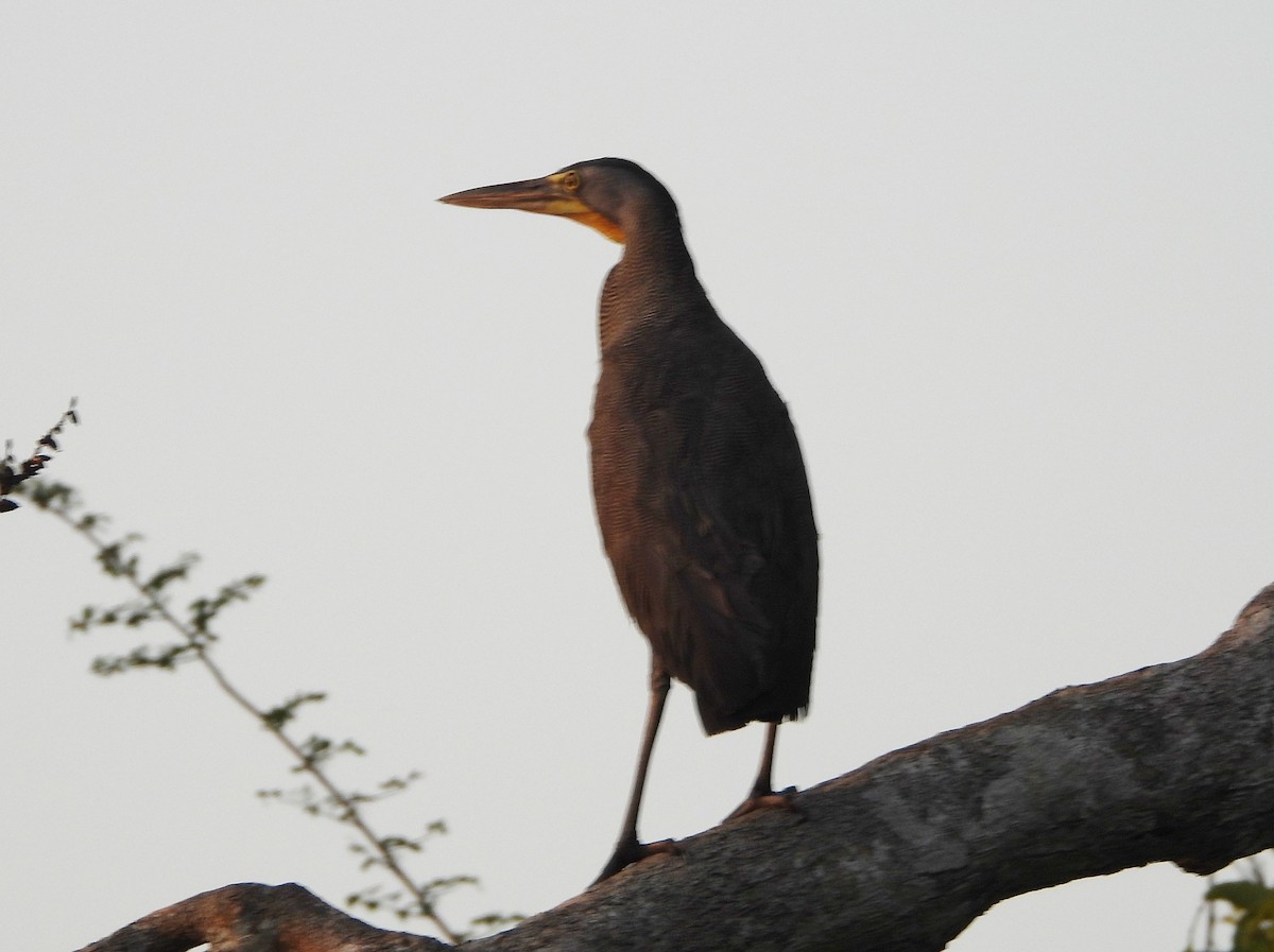 Bare-throated Tiger-Heron - ML574160091