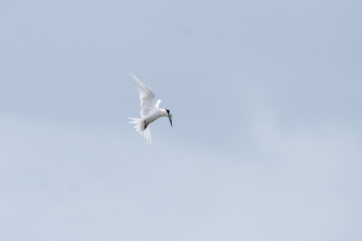 Black-naped Tern - ML574160241