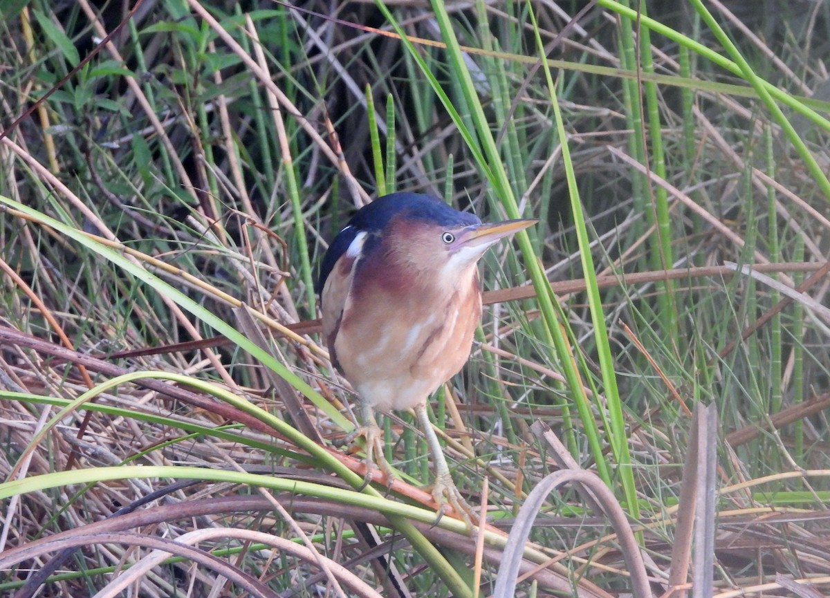 Least Bittern - ML574160721