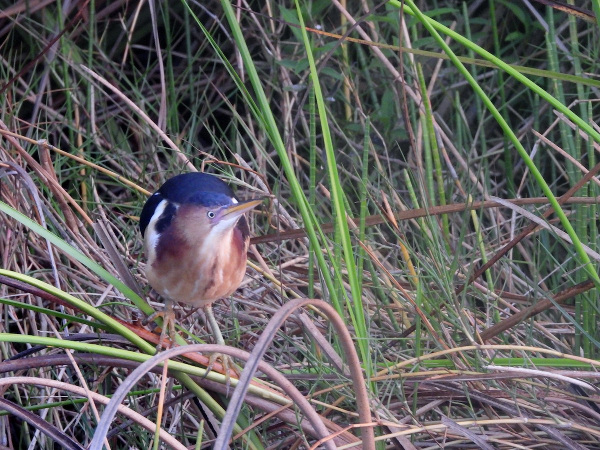 Least Bittern - ML574160741