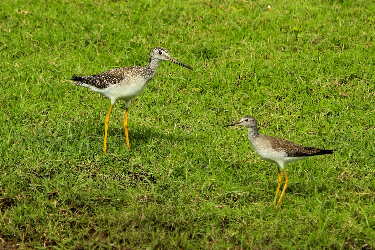 Greater Yellowlegs - Rolando Chávez