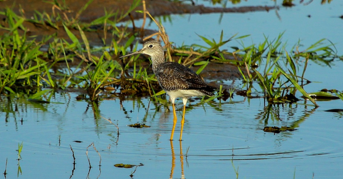 Lesser Yellowlegs - ML574162581