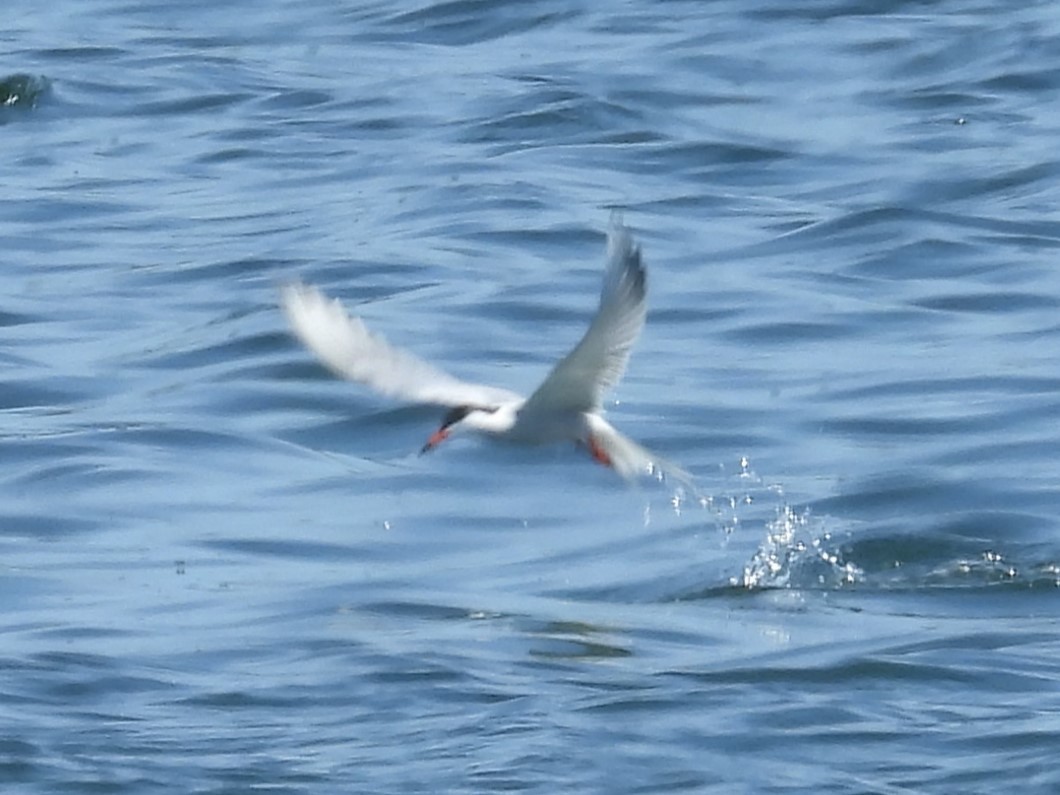 Common Tern - ML574162771