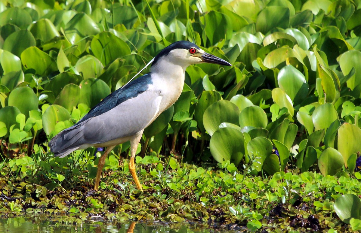 Black-crowned Night Heron - ML574162791