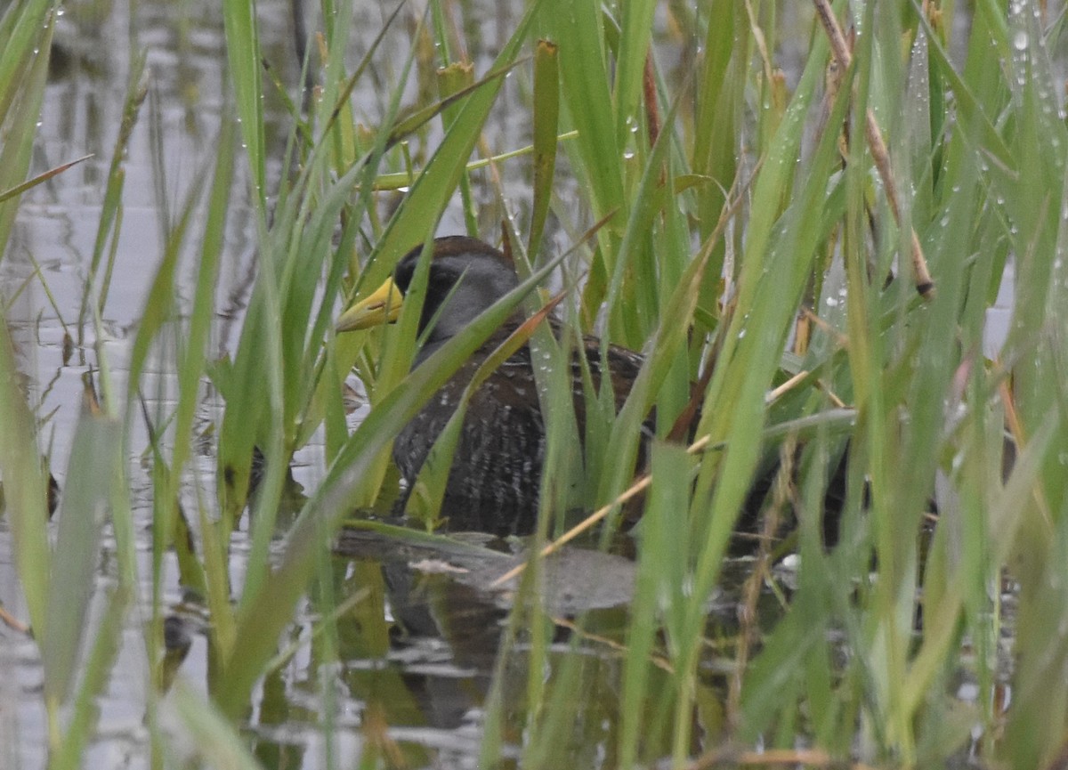 Polluela Sora - ML574163311