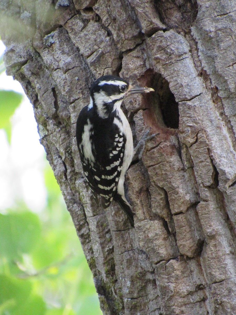 Hairy Woodpecker - ML574163441