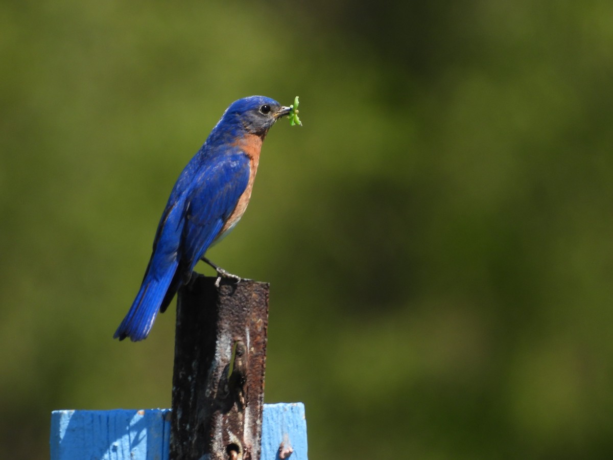 Eastern Bluebird - ML574165281