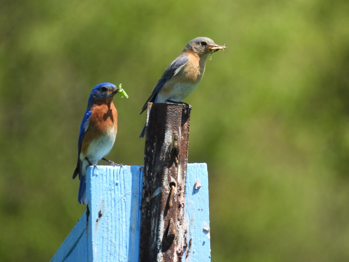 Eastern Bluebird - ML574165301