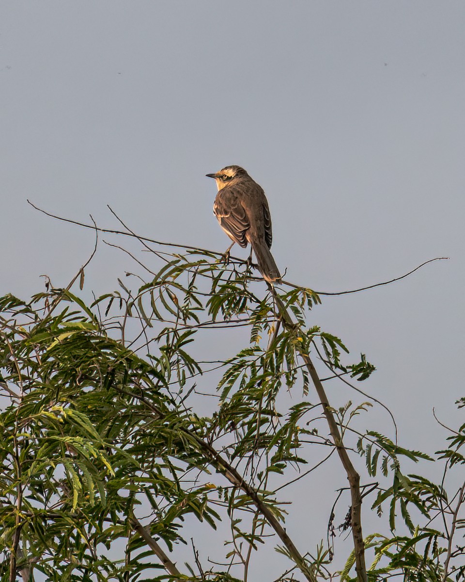 Chalk-browed Mockingbird - Victor Pássaro