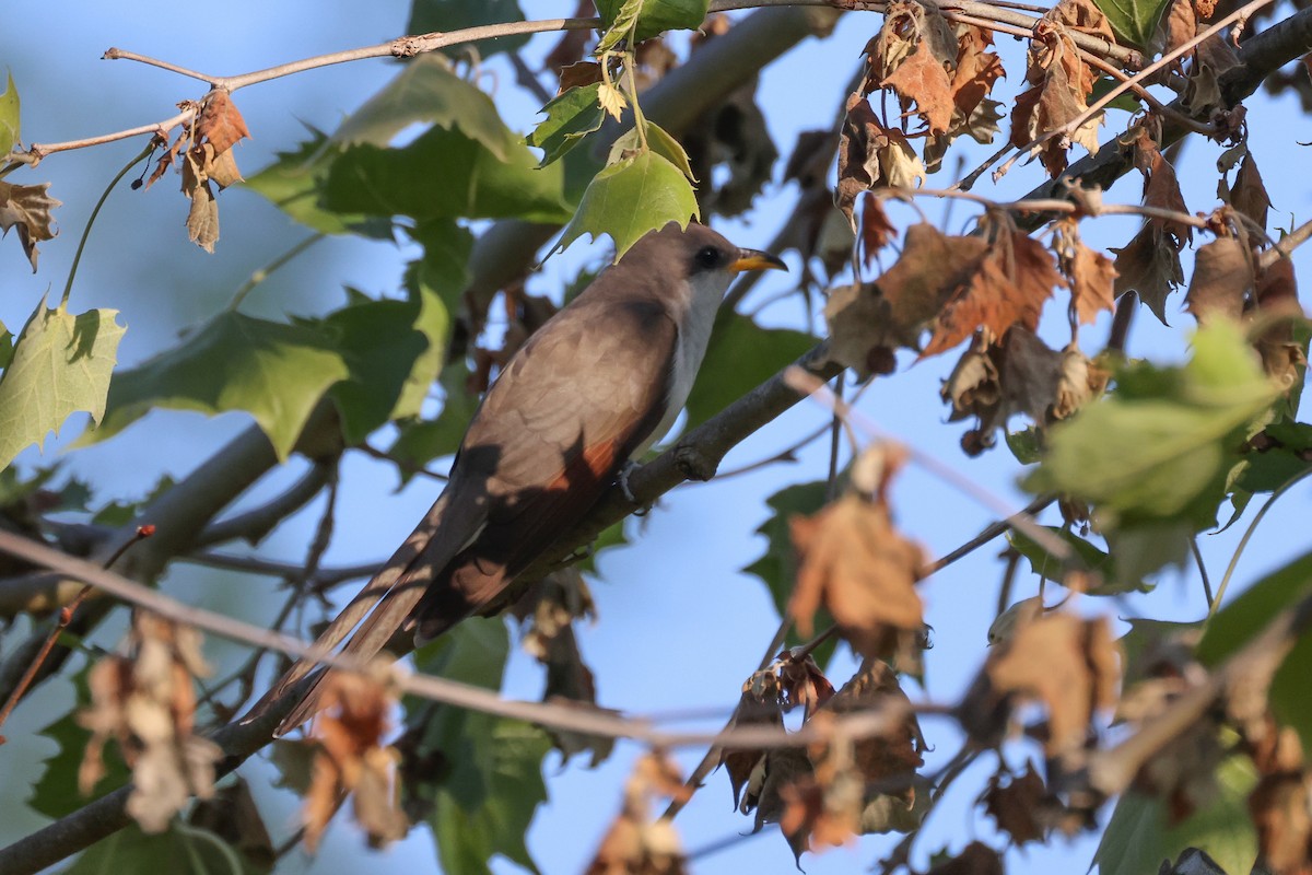 Yellow-billed Cuckoo - ML574165991